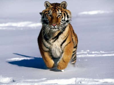 http://www.sheppardsoftware.com/content/animals/animals/mammals/tiger.htm